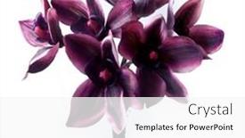  Presentation with tropical flowers - Cool new PPT layouts with beautiful-purple-flowers-exotic-tropical backdrop and a white colored foreground