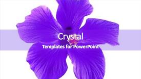  Presentation with hibiscus flower - Presentation theme featuring beautiful purple hibiscus flower background and a purple colored foreground