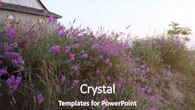 Presentation with blurred flowers - Audience pleasing presentation theme consisting of beautiful purple meadow flowers on blurred sky background backdrop and a tawny brown colored foreground