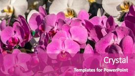  Presentation with beautiful orchid flowers - PPT layouts featuring beautiful purple orchid flowers close background and a purple colored foreground