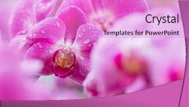  Presentation with beautiful orchid flowers - PPT layouts enhanced with beautiful purple orchid flowers close background and a lilac colored foreground