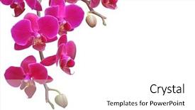  Presentation with orchid - Presentation theme featuring beautiful purple orchid on white background and a white colored foreground