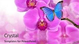  Presentation with butterflies - Cool new theme with businesswoman in stock exchange trading backdrop and a cobalt blue colored foreground.