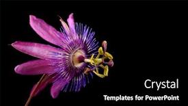  Presentation with passionflower - PPT theme enhanced with beautiful-purple-passionflower-on-black background and a black colored foreground