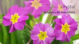  Presentation with purple green - PPT theme consisting of beautiful purple primrose in green garden close up background and a lilac colored foreground
