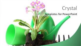  Presentation with soil - PPT theme with beautiful purple primrose soil watering can and rake isolated on white background and a white colored foreground