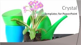 Presentation with soil - Beautiful presentation theme featuring beautiful purple primrose soil watering can and rake isolated on white backdrop and a white colored foreground