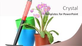  Presentation with soil - Beautiful slide set featuring beautiful-purple-primrose-soil backdrop and a white colored foreground