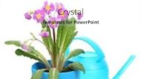  Presentation with garden tools - Colorful PPT theme enhanced with beautiful purple primrose in a flowerpot garden tools and watering can isolated on white backdrop and a white colored foreground