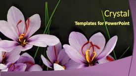  Presentation with purple crocus - 