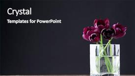  Presentation with tulips - Presentation featuring beautiful purple tulips in glass background and a black colored foreground