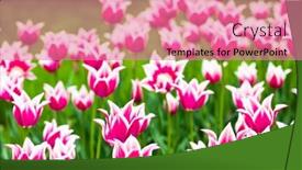  Presentation with beautiful green - Slides enhanced with beautiful-purpur-tulips-against-green background and a coral colored foreground