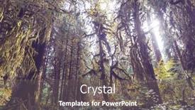  Presentation with olympic - Cool new slides with beautiful-rain-forest-in-olympic backdrop and a gray colored foreground