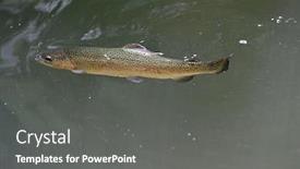  Presentation with clear - Colorful PPT layouts enhanced with beautiful-rainbow-trout-gobbling backdrop and a gray colored foreground