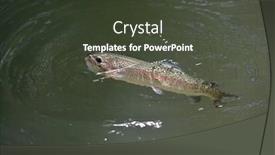  Presentation with trout - PPT layouts having beautiful-rainbow-trout-gobbling background and a tawny brown colored foreground