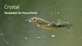  Presentation with clear - Presentation design enhanced with beautiful-rainbow-trout-gobbling background and a tawny brown colored foreground