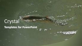  Presentation with clear - Presentation design enhanced with beautiful-rainbow-trout-gobbling background and a dark gray colored foreground