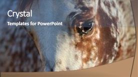  Presentation with appaloosa horse - PPT theme with beautiful rare unique color appaloosa background and a ocean colored foreground