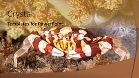  Presentation with crab - Colorful PPT theme enhanced with beautiful-red-and-white-harlequin backdrop and a gold colored foreground