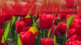  Presentation with tulips - Cool new presentation theme with beautiful red and white tulips backdrop and a crimson colored foreground