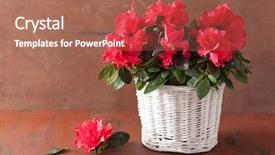  Presentation with azalea - Slides enhanced with beautiful red azalea flowers background and a coral colored foreground