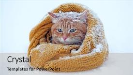  Presentation with snow cat - Audience pleasing slides consisting of beautiful red cat wrapped in scarf on snow background backdrop and a coral colored foreground