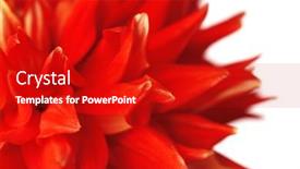  Presentation with dahlia - 