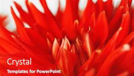  Presentation with dahlia - 