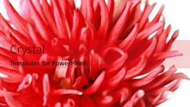  Presentation with dahlia - 