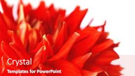  Presentation with dahlia - 