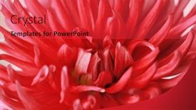  Presentation with dahlia - 