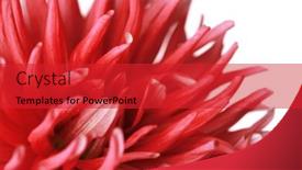  Presentation with dahlia - 