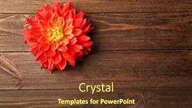  Presentation with dahlia - 