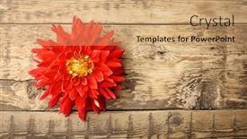  Presentation with dahlia - 