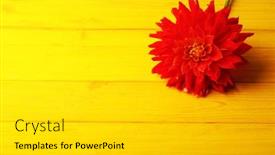  Presentation with dahlia - 