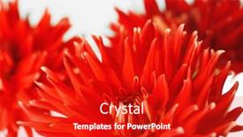  Presentation with dahlia - 