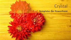  Presentation with dahlia - 