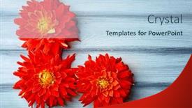  Presentation with dahlia - 