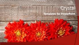  Presentation with dahlia - 