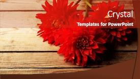  Presentation with dahlia - 