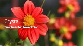  Presentation with dahlia - 