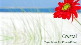  Presentation with reflection - Audience pleasing PPT theme consisting of beautiful red flower and reflection backdrop and a sky blue colored foreground