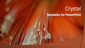  Presentation with flower - Beautiful presentation theme featuring beautiful-red-flower-epiphyllum-up backdrop and a tawny brown colored foreground