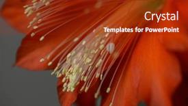  Presentation with flower - Colorful slides enhanced with beautiful-red-flower-epiphyllum-up backdrop and a tawny brown colored foreground