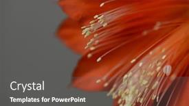  Presentation with flower - Presentation theme having beautiful-red-flower-epiphyllum-up background and a gray colored foreground