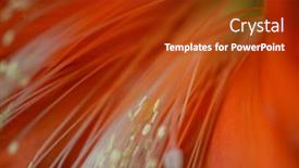  Presentation with flower - PPT layouts featuring beautiful-red-flower-epiphyllum-up background and a tawny brown colored foreground