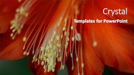  Presentation with flower - Cool new slides with beautiful-red-flower-epiphyllum-up backdrop and a crimson colored foreground