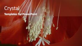  Presentation with flower - Slide set enhanced with beautiful-red-flower-epiphyllum-up background and a tawny brown colored foreground