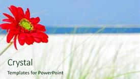  Presentation with red laser beam - Presentation enhanced with beautiful red flower on gorgeous background and a sky blue colored foreground