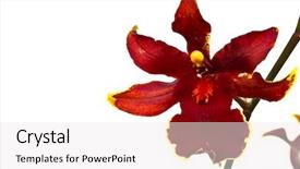  Presentation with orchid - Colorful slides enhanced with beautiful red flower orchid isolated on white background backdrop and a white colored foreground